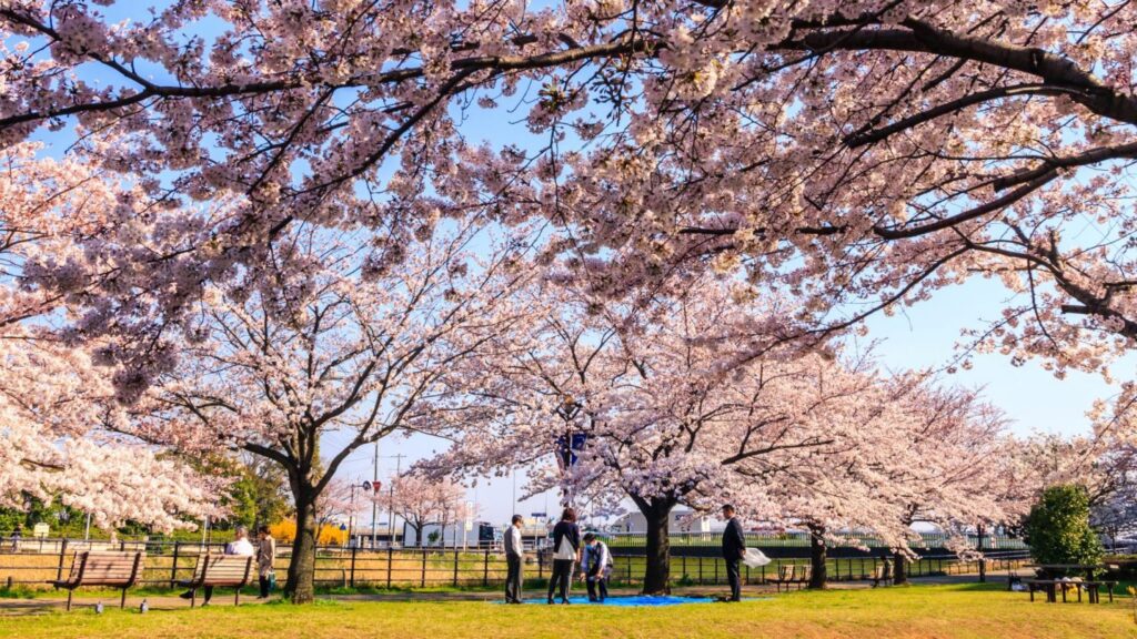 Primavera no Japão