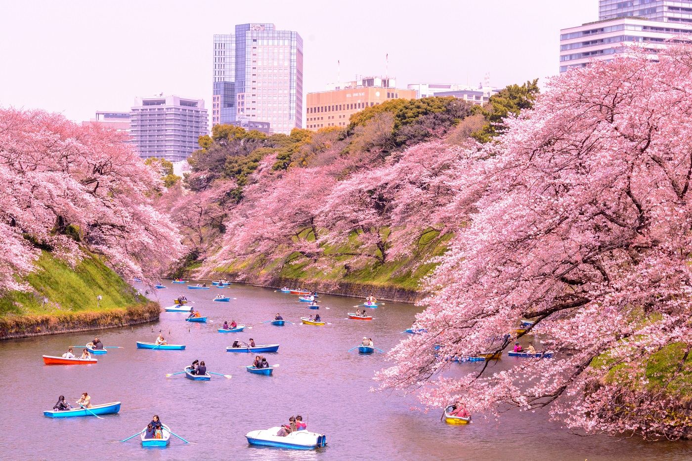 Primavera no Japão